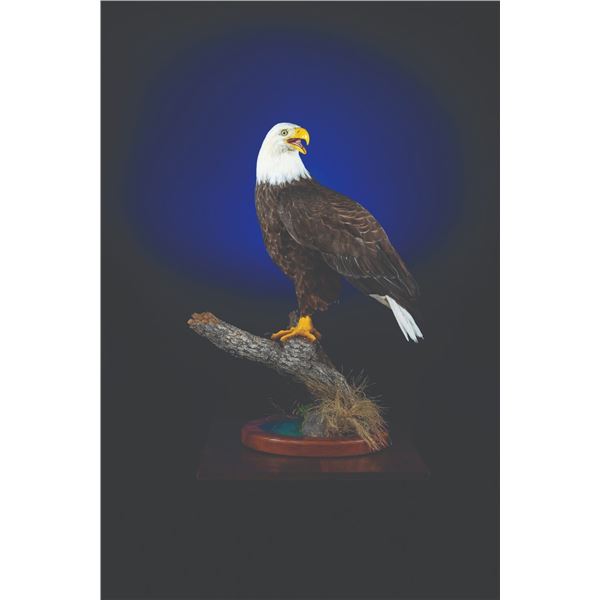 401 #LUN-01 Eagle Mount Replica