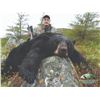 Image 2 : 403 #LUN-03 Black Bear Hunt for Two Bears, Newfoundland