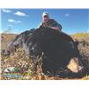 Image 4 : 403 #LUN-03 Black Bear Hunt for Two Bears, Newfoundland