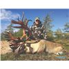 Image 6 : 403 #LUN-03 Black Bear Hunt for Two Bears, Newfoundland