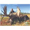Image 9 : 403 #LUN-03 Black Bear Hunt for Two Bears, Newfoundland