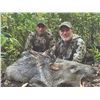 Image 9 : 404 #LUN-04 Red or Gray Brocket Deer Hunt, Mexico