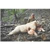 406 #LUN-06 World Class Mountain Goat Hunt, Northern British Columbia
