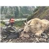 Image 6 : 406 #LUN-06 World Class Mountain Goat Hunt, Northern British Columbia
