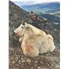 Image 7 : 406 #LUN-06 World Class Mountain Goat Hunt, Northern British Columbia