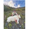 Image 8 : 406 #LUN-06 World Class Mountain Goat Hunt, Northern British Columbia