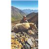 Image 9 : 406 #LUN-06 World Class Mountain Goat Hunt, Northern British Columbia