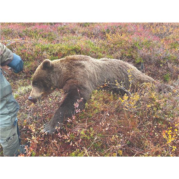 408 #LUN-08 Grizzly and Black Bear Combo Hunt, Alaska
