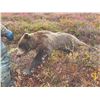 Image 1 : 408 #LUN-08 Grizzly and Black Bear Combo Hunt, Alaska