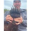 Image 2 : 408 #LUN-08 Grizzly and Black Bear Combo Hunt, Alaska
