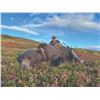 Image 5 : 408 #LUN-08 Grizzly and Black Bear Combo Hunt, Alaska