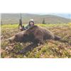 Image 7 : 408 #LUN-08 Grizzly and Black Bear Combo Hunt, Alaska