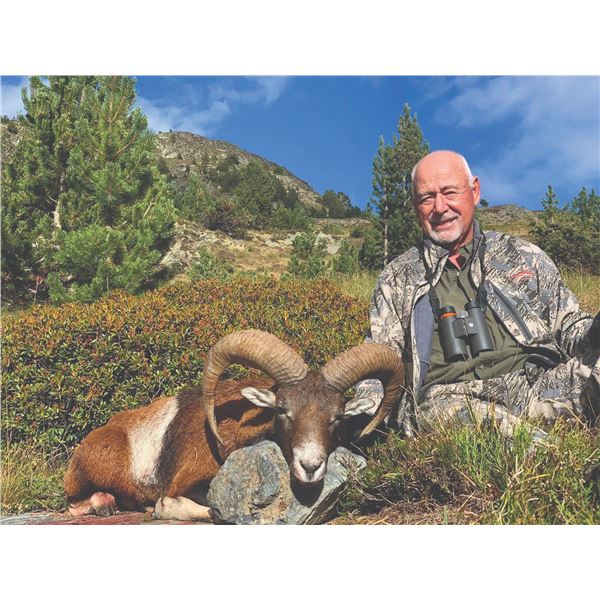 501 #DIN-01 French Mainland Corsican Mouflon Hunt,  France