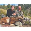 Image 2 : 501 #DIN-01 French Mainland Corsican Mouflon Hunt,  France