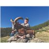 Image 3 : 501 #DIN-01 French Mainland Corsican Mouflon Hunt,  France