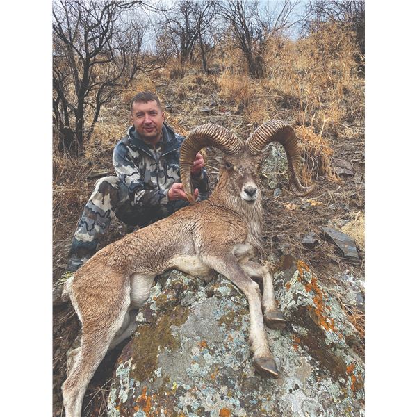 503 #DIN-03 Severtzov Argali Conservation  Project Hunt, Uzbekistan