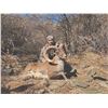 Image 2 : 503 #DIN-03 Severtzov Argali Conservation  Project Hunt, Uzbekistan