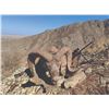 Image 3 : 503 #DIN-03 Severtzov Argali Conservation  Project Hunt, Uzbekistan