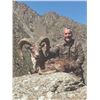 Image 4 : 503 #DIN-03 Severtzov Argali Conservation  Project Hunt, Uzbekistan