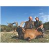 Image 2 : 507 #DIN-07 Kri-Kri (Hybrid) Ibex Hunt, Greece or  Macedonia