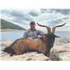 Image 3 : 507 #DIN-07 Kri-Kri (Hybrid) Ibex Hunt, Greece or  Macedonia