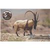 Image 2 : 511 #DIN-11 Persian Desert Ibex Hunt, Iran