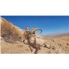 Image 3 : 511 #DIN-11 Persian Desert Ibex Hunt, Iran