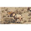 Image 4 : 511 #DIN-11 Persian Desert Ibex Hunt, Iran