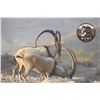 Image 5 : 511 #DIN-11 Persian Desert Ibex Hunt, Iran