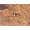 Image 6 : 511 #DIN-11 Persian Desert Ibex Hunt, Iran