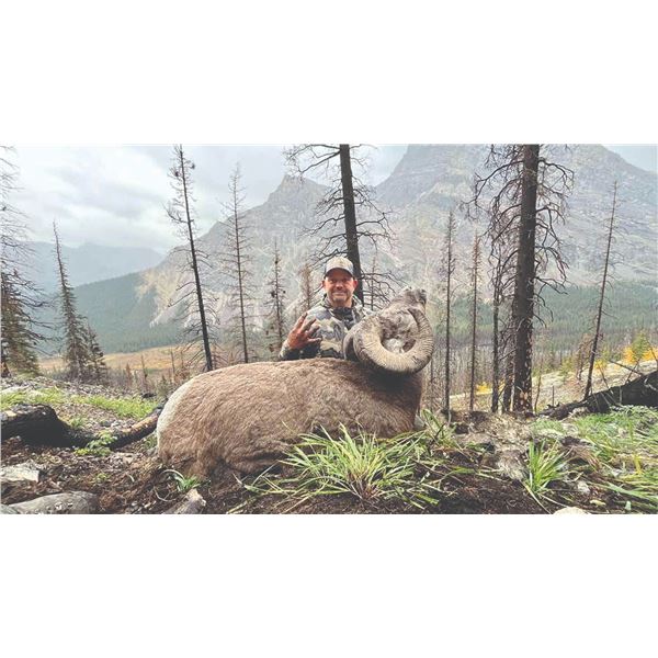512 #DIN-12 Rocky Mountain Bighorn Sheep  Hunt, Alberta