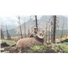 Image 1 : 512 #DIN-12 Rocky Mountain Bighorn Sheep  Hunt, Alberta