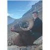 Image 2 : 512 #DIN-12 Rocky Mountain Bighorn Sheep  Hunt, Alberta