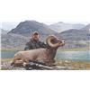 Image 4 : 512 #DIN-12 Rocky Mountain Bighorn Sheep  Hunt, Alberta