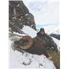 Image 5 : 512 #DIN-12 Rocky Mountain Bighorn Sheep  Hunt, Alberta