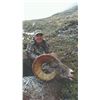 Image 6 : 512 #DIN-12 Rocky Mountain Bighorn Sheep  Hunt, Alberta