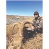 Image 2 : 513 #DIN-13 Aoudad Sheep Hunt, Texas