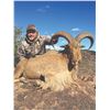 Image 3 : 513 #DIN-13 Aoudad Sheep Hunt, Texas