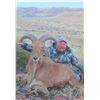 Image 4 : 513 #DIN-13 Aoudad Sheep Hunt, Texas