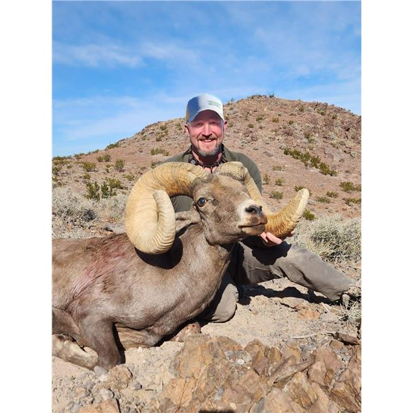 516 #DIN-16 California Bighorn Sheep Tag (Zone 10)