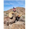 Image 1 : 516 #DIN-16 California Bighorn Sheep Tag (Zone 10)
