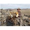 Image 2 : 516 #DIN-16 California Bighorn Sheep Tag (Zone 10)