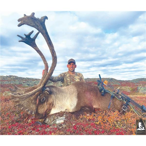 517 #DIN-17 Central Canadian Barren Ground Caribou  and Barren Ground Muskox Fall Hunt,  Nunavut