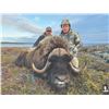 Image 2 : 517 #DIN-17 Central Canadian Barren Ground Caribou  and Barren Ground Muskox Fall Hunt,  Nunavut