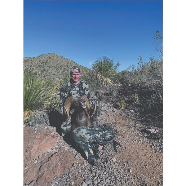 519 #DIN-19 Desert Bighorn Sheep (Mexicana) Hunt, Mexico