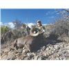 Image 4 : 519 #DIN-19 Desert Bighorn Sheep (Mexicana) Hunt, Mexico