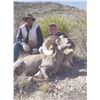 Image 9 : 519 #DIN-19 Desert Bighorn Sheep (Mexicana) Hunt, Mexico