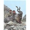 Image 4 : 520 #DIN-20 Kugitang Markhor Conservation  Project Hunt in Uzbekistan