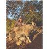 Image 5 : 520 #DIN-20 Kugitang Markhor Conservation  Project Hunt in Uzbekistan