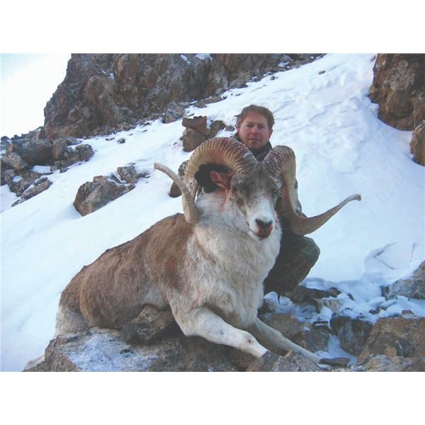 521 #DIN-21 Hume Argali or Tian Shan Argali  (Hunter’s Choice), Kyrgyzstan